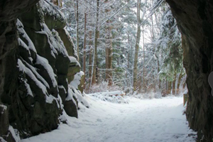 逃离雪林